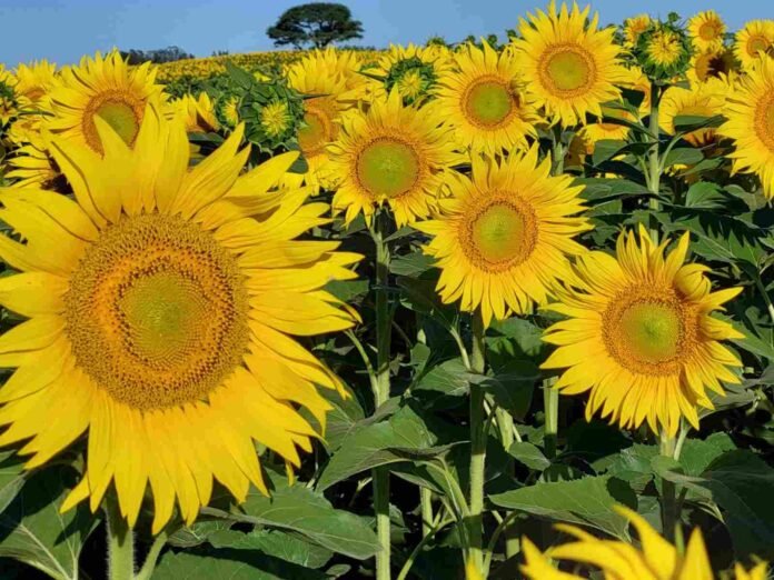 Lote de girasol en plena floración en un campo argentino, reflejando el crecimiento del cultivo y su importancia en la producción agrícola