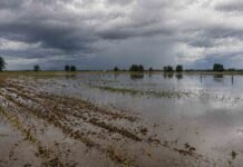 El Niño gana fuerza: hasta 150 mm en camino y más riesgo de inundaciones en zonas productivas Campo agrícola inundado con exceso de agua bajo cielo tormentoso en Argentina por impacto del fenómeno El Niño
