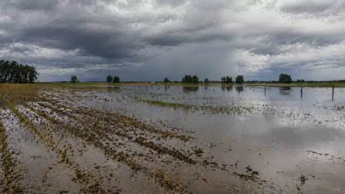 Campo agrícola inundado con exceso de agua bajo cielo tormentoso en Argentina por impacto del fenómeno El Niño