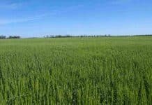 El Gobierno admitió que no tiene medidas concretas para el trigo frente al aumento de costos Campo de trigo verde en pleno desarrollo con horizonte despejado en la región agrícola argentina
