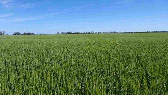 Campo de trigo verde en pleno desarrollo con horizonte despejado en la región agrícola argentina