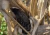 Se dispara una enfermedad que arrasa rindes: pérdidas de hasta 50% en maíz en el sur de Córdoba Espiga de maíz afectada por carbón de la panoja con masa negra visible, enfermedad que genera pérdidas de rinde en cultivos del sur de Córdoba