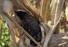 Se dispara una enfermedad que arrasa rindes: pérdidas de hasta 50% en maíz en el sur de Córdoba Espiga de maíz afectada por carbón de la panoja con masa negra visible, enfermedad que genera pérdidas de rinde en cultivos del sur de Córdoba