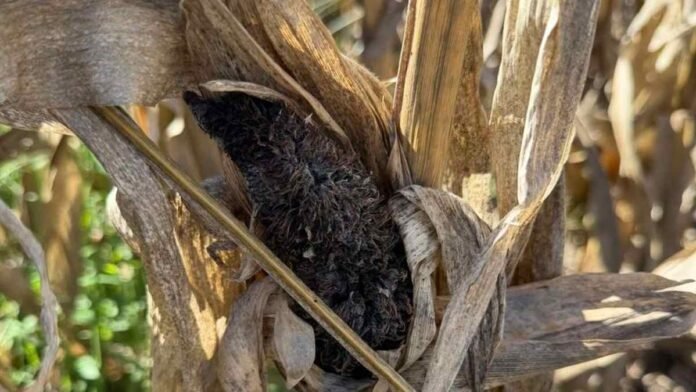 Espiga de maíz afectada por carbón de la panoja con masa negra visible, enfermedad que genera pérdidas de rinde en cultivos del sur de Córdoba