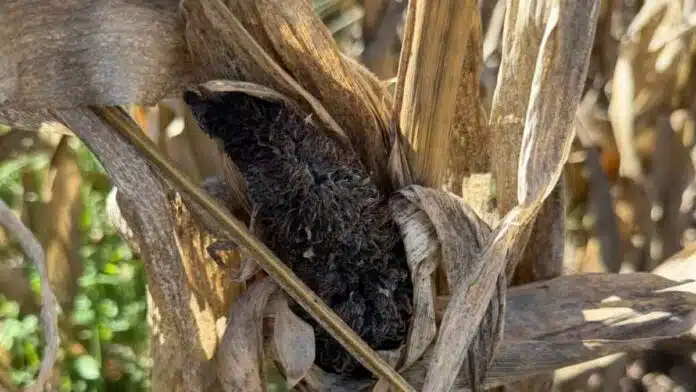 Espiga de maíz afectada por carbón de la panoja con masa negra visible, enfermedad que genera pérdidas de rinde en cultivos del sur de Córdoba
