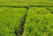 La cebada suma más de +5 Mt y gana rinde: INTA lanza una variedad con mejor tolerancia al frío Lote de cebada en ensayo con parcelas diferenciadas que muestran el crecimiento uniforme del cultivo en Argentina