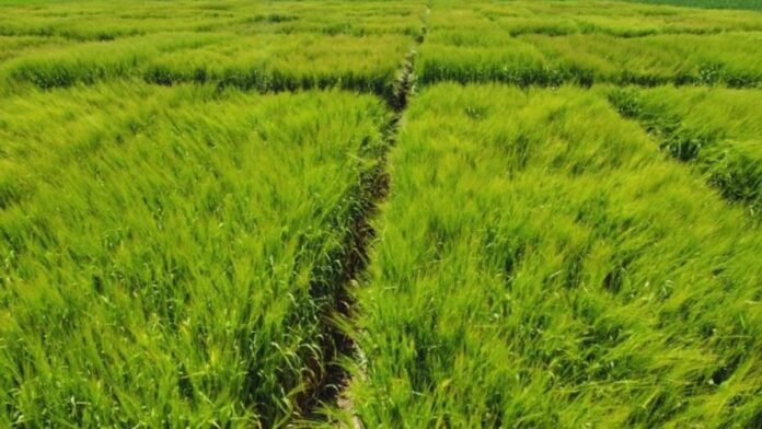 Lote de cebada en ensayo con parcelas diferenciadas que muestran el crecimiento uniforme del cultivo en Argentina