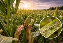 Más del 60% de las zonas ya están en nivel crítico: la chicharrita vuelve a poner en riesgo al maíz Cultivo de maíz con daño foliar y presencia de chicharrita Dalbulus maidis sobre hojas, reflejando el aumento de la plaga en distintas regiones productivas.