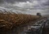 El clima complica al campo: lluvias aisladas y ráfagas frenan la campaña hasta el 18 de abril Campo de maíz seco inclinado por fuertes ráfagas de viento con suelo embarrado y cosechadora detenida bajo cielo nublado en la región pampeana argentina.