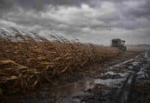 El clima complica al campo: lluvias aisladas y ráfagas frenan la campaña hasta el 18 de abril Campo de maíz seco inclinado por fuertes ráfagas de viento con suelo embarrado y cosechadora detenida bajo cielo nublado en la región pampeana argentina.