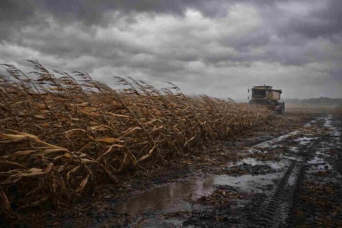 Campo de maíz seco inclinado por fuertes ráfagas de viento con suelo embarrado y cosechadora detenida bajo cielo nublado en la región pampeana argentina.