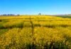 El INTA lanza 2 nuevas colzas con alto rinde y mejor sanidad: claves para potenciar la producción Campo de colza en floración con flores amarillas intensas en la región pampeana bajo cielo despejado
