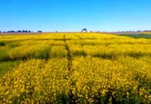 El INTA lanza 2 nuevas colzas con alto rinde y mejor sanidad: claves para potenciar la producción Campo de colza en floración con flores amarillas intensas en la región pampeana bajo cielo despejado