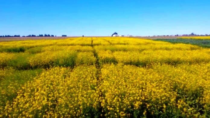 Campo de colza en floración con flores amarillas intensas en la región pampeana bajo cielo despejado
