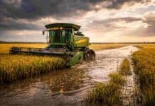 El arroz siente el impacto del clima: fuerte caída de producción en Entre Ríos Cosechadora de arroz trabajando en campo inundado en Entre Ríos con agua y barro durante la cosecha mecanizada