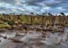 La cosecha de girasol llega al 89,9% pero sigue retrasada: lluvias frenan el ritmo y complican el cierre Campo de girasol listo para cosecha con plantas volcadas y suelo mojado con charcos tras lluvias, bajo cielo nublado en zona agrícola argentina