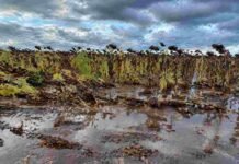 La cosecha de girasol llega al 89,9% pero sigue retrasada: lluvias frenan el ritmo y complican el cierre Campo de girasol listo para cosecha con plantas volcadas y suelo mojado con charcos tras lluvias, bajo cielo nublado en zona agrícola argentina