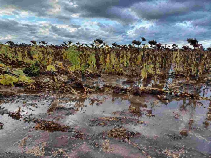 Campo de girasol listo para cosecha con plantas volcadas y suelo mojado con charcos tras lluvias, bajo cielo nublado en zona agrícola argentina