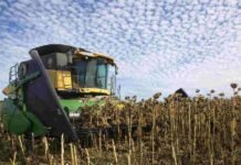 Boom del girasol: cosecha récord, ventas aceleradas y precios firmes sostienen un mercado sólido Cosechadora trabajando en un lote de girasol seco bajo cielo con nubes altocúmulus en el campo argentino, en plena campaña de cosecha