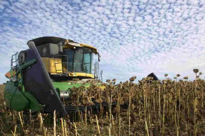 Cosechadora trabajando en un lote de girasol seco bajo cielo con nubes altocúmulus en el campo argentino, en plena campaña de cosecha