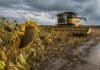 Girasol: la cosecha ya supera el 75% y acelera pese a las lluvias Cosechadora trabajando en un campo de girasol maduro en la región pampeana argentina, con suelo húmedo y cielo tormentoso, reflejando el avance de la cosecha pese a las lluvias.
