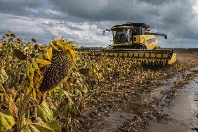 Cosechadora trabajando en un campo de girasol maduro en la región pampeana argentina, con suelo húmedo y cielo tormentoso, reflejando el avance de la cosecha pese a las lluvias.