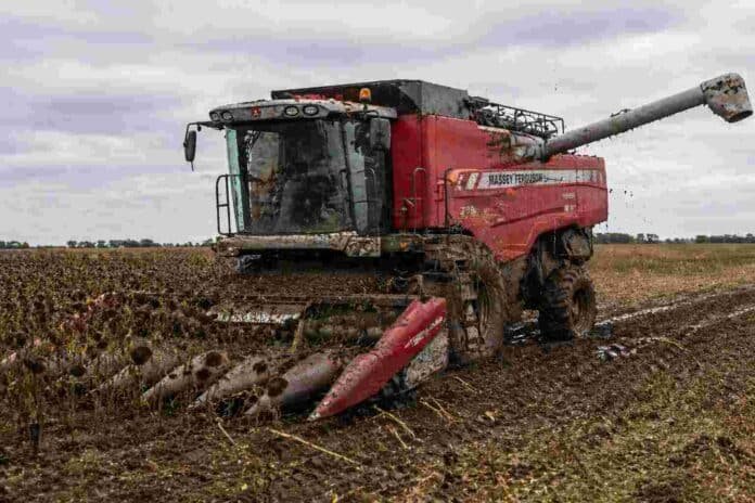 Cosechadora Massey Ferguson trabajando en la cosecha de girasol con barro en un campo de la Pampa Húmeda argentina