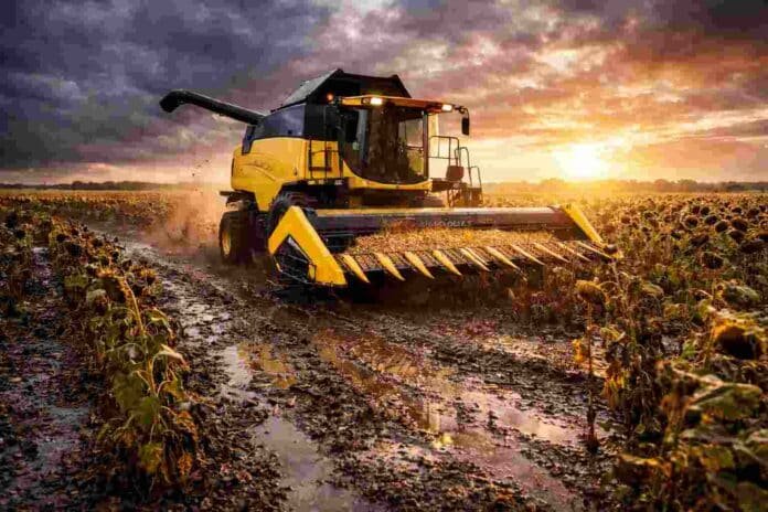 Cosecha de girasol con suelo mojado y cosechadora trabajando en un campo agrícola bajo cielo dramático tras lluvias