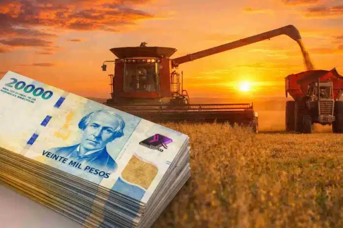Cosechadora descargando granos al atardecer con billetes argentinos en primer plano, representando el valor económico de la producción agropecuaria.