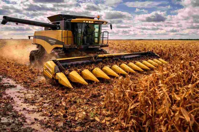 Cosechadora Challenger trabajando en la cosecha de maíz con cabezal maicero en un lote agrícola argentino, avanzando entre hileras secas bajo cielo parcialmente nublado.