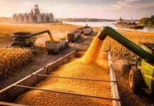 Récord de 6,3 millones de toneladas en marzo: el maíz confirma una campaña histórica y acelera exportaciones Cosechadoras descargan maíz en camiones durante la cosecha con destino a exportación, en un campo cercano a zona portuaria al atardecer