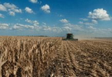 El maíz acelera la cosecha y sube la producción: mejores rindes y más área impulsan una campaña récord Cosechadora trabajando en un lote de maíz con alto rendimiento en la Pampa húmeda argentina, con cultivo seco listo para cosecha y rastrojo en primer plano