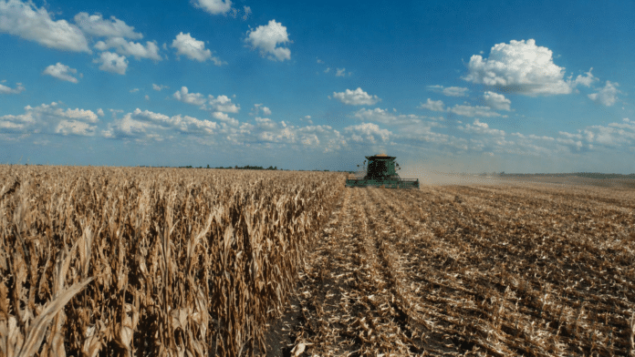 Cosechadora trabajando en un lote de maíz con alto rendimiento en la Pampa húmeda argentina, con cultivo seco listo para cosecha y rastrojo en primer plano