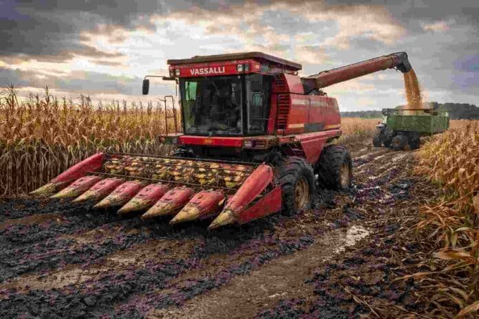 Cosechadora encajada en el barro durante la cosecha de maíz en un campo de la Pampa húmeda argentina con suelo saturado y condiciones difíciles