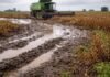 Lluvias extremas frenan la cosecha en Santa Fe: más de 200 mm paralizaron el campo Cosechadora trabajando en campo de soja con barro y sectores inundados tras lluvias en la Pampa húmeda