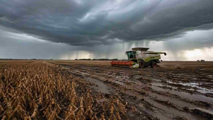 Cosechadora Claas trabajando en un lote de soja madura con barro y huellas profundas, avanzando en el mismo sentido de los surcos bajo cielo de tormenta con lluvias en el horizonte.