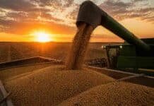 Córdoba: soja y maíz con rindes que superan la media y suelos recuperados por las lluvias Cosecha de soja en Córdoba con abundante descarga de granos desde la cosechadora al atardecer en un campo agrícola argentino