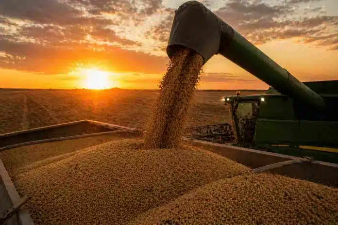 Cosecha de soja en Córdoba con abundante descarga de granos desde la cosechadora al atardecer en un campo agrícola argentino