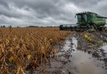 Lluvias intensas paralizan la cosecha de soja en Entre Ríos: el avance apenas llega al 1% Cosechadora detenida en campo de soja con barro y agua acumulada por lluvias intensas en Entre Ríos