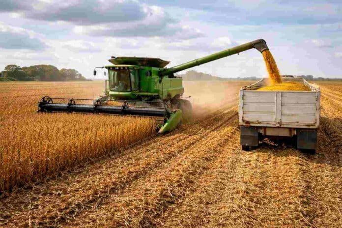 Cosechadora trabaja en la recolección de soja y descarga granos en un camión en un campo argentino, en plena campaña agrícola con buen rendimiento.