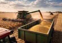 Cosecha de soja bajo presión: arrancó con apuro y crece el temor por 7 días de lluvias intensas Cosecha de soja en la Pampa húmeda argentina con cosechadora descargando granos en tolva, en un campo productivo bajo condiciones óptimas.