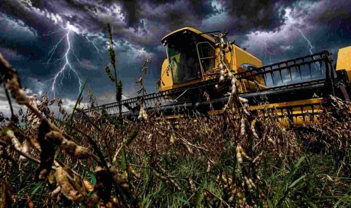 Cosechadora trabajando en un lote de soja en la Pampa húmeda bajo cielo de tormenta con relámpagos, reflejando condiciones climáticas adversas para la cosecha.