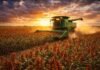 La cosecha de sorgo avanza con demora por lluvias, pero los rindes sostienen la proyección Cosecha de sorgo granífero con cosechadora en pleno trabajo en campo argentino con condiciones óptimas de clima
