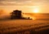 Impacto global en el campo: la guerra dispara insumos y golpea los márgenes de la campaña fina Cosechadora trabajando en un campo de trigo durante el amanecer con cielo en tonos naranjas y sol bajo, levantando polvo en un paisaje agrícola de la Pampa húmeda argentina