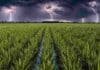 La siembra de arroz cayó 12% en Argentina y confirma el peso de la variable económica Cultivo de arroz en campo argentino con cielo de tormenta y relámpagos, mostrando lluvias intensas sobre zona productiva
