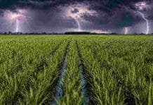 La siembra de arroz cayó 12% en Argentina y confirma el peso de la variable económica Cultivo de arroz en campo argentino con cielo de tormenta y relámpagos, mostrando lluvias intensas sobre zona productiva