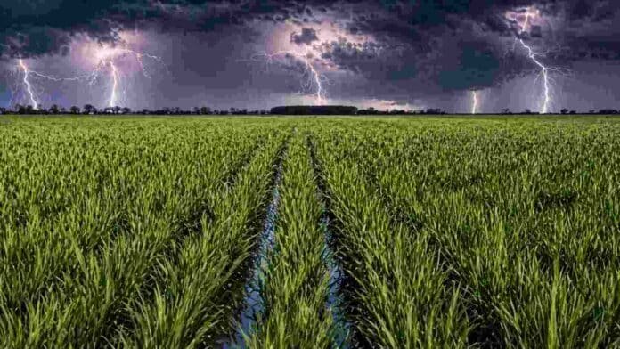 Cultivo de arroz en campo argentino con cielo de tormenta y relámpagos, mostrando lluvias intensas sobre zona productiva