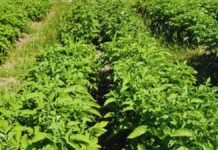 Avance clave en papa: nuevas variedades resisten virus que causan pérdidas de hasta 80% Cultivo de papa en lote agrícola con plantas sanas, vinculado a desarrollo de variedades resistentes a virus por INTA en Argentina