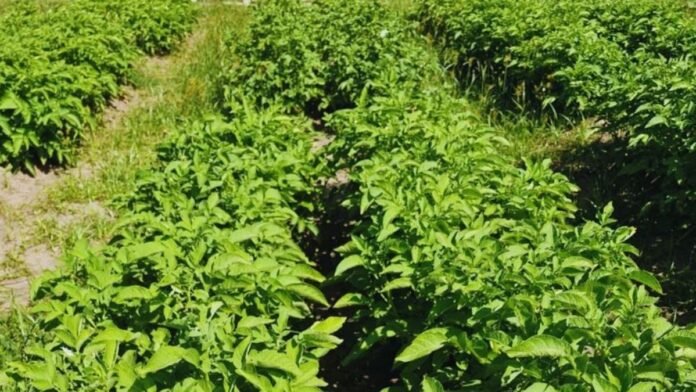 cultivo-papa-resistencia-virus-inta-lote-argentina-ruralnet Cultivo de papa en lote agrícola con plantas sanas, vinculado a desarrollo de variedades resistentes a virus por INTA en Argentina