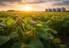 Argentina perdió 3 millones de hectáreas de soja mientras Brasil creció 48% y amplió la brecha productiva Cultivo de soja con vainas desarrolladas en un lote agrícola al atardecer, con silos al fondo, representando la producción y el potencial del cultivo en Argentina